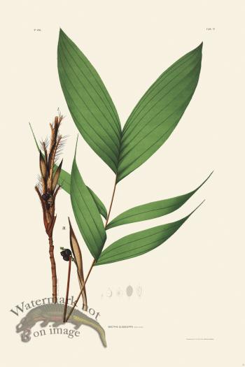 Rodrigues Palm Front 031